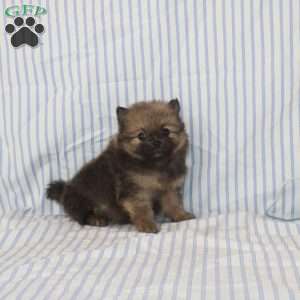 Oscar, Pomeranian Puppy
